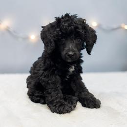 Mr. Richard - Black male Poodle puppy in Gainesville, Florida from Pipsqueak Mansion Poodles