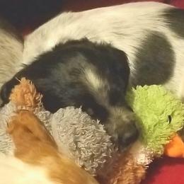 French Brittany Puppies from Solitaire kennel / French Brittanies