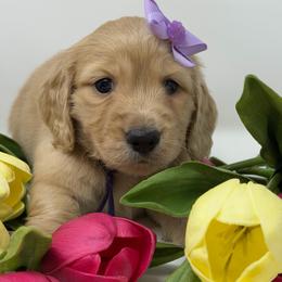 Serenity - Cream female Dachshund puppy in Murfreesboro, Tennessee from Kimbrie's Dream Cream Doxies