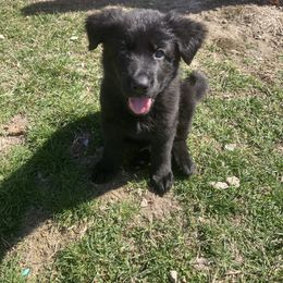 German Shepherd Puppies from Fancy GSDs