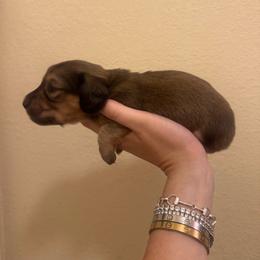 Shaded Cream Longhair Male - Cream male Dachshund puppy in El Paso, Texas from LF & Co Dachshunds