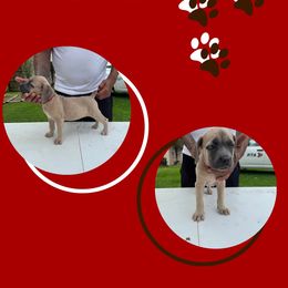 Girl 2 - Fawn Cane Corso puppy in Laplace, Louisiana from BFM Cane Corso’s