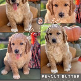 Goldendoodle Puppies from Teddy Grace Doodles