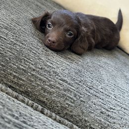 Dachshund Puppies from jennelle johnson