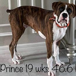 Boxer Puppies from Starlight Boxer Corner