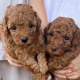 Poodle Puppies from Senin’s Poodles