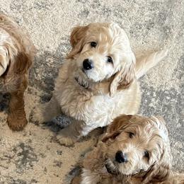 Goldendoodles from Valley View Doodles