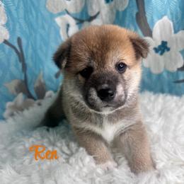 Ren - Red male Shiba Inu puppy in Inverness, Florida from Shore Thing Shiba’s