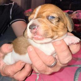 Boy 2 - piebald - Piebald male Dachshund puppy in Pierson, Florida from Michelle’s Mini Dachshunds
