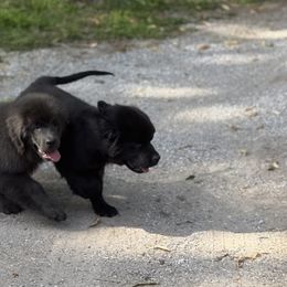 Penny OFA - Black female Newfoundland puppy in Falmouth, Michigan from Dyer Lake Newfoundland’s