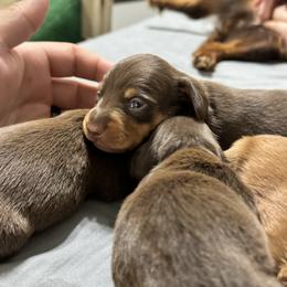 Dachshund Puppies from Johnson’s Weiner Farm
