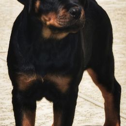 Pup3 - Black and mahogany female Rottweiler puppy in Houston, Texas from Haus Der Grossen Pfoten Rottweilers