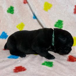 Teal Collar R - Black male Cane Corso puppy in Paris, Texas from Knucklehead Cane Corso