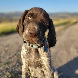 German Shorthaired Pointers from Kobeski Kennels