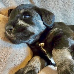 Miniature Schnauzers from Collette's Miniature Schnauzers