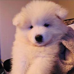 Blue - White male Samoyed puppy in San Antonio, Texas from Hill Country Samoyeds