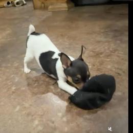 Boy 3 - White black and tan male Toy Fox Terrier puppy in Shawnee, Oklahoma from Heartland Toy Fox Terriers