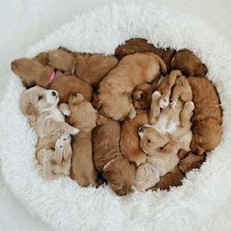 Bernedoodles from The Puppy Nest
