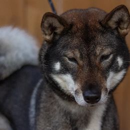 Kishu Kens and Shikokus from Akiyama no Roushya