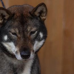 Kishu Kens and Shikokus from Akiyama no Roushya