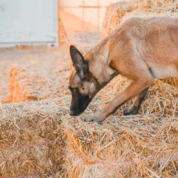 Belgian Malinois from Misfits of Mayhem