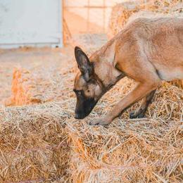 Belgian Malinois from Misfits of Mayhem