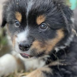 Miniature American Shepherd Puppies from Outlaw Minis