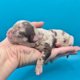 AKC Viserys - Merle male Chihuahua puppy in Silver Summit, Utah from Snow Peak Kennel