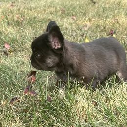 French Bulldog Puppies from Christie's Frenchies