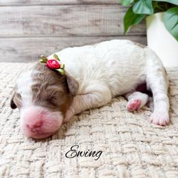Ewing - Parti female Goldendoodle puppy in from Pink Poodles and Doodles