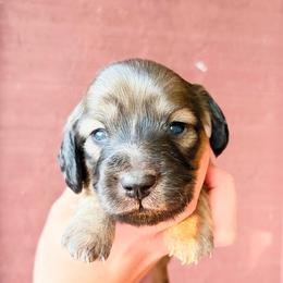 Posie - Cream female Dachshund puppy in Sylvania, Alabama from Yancey’s Doxies