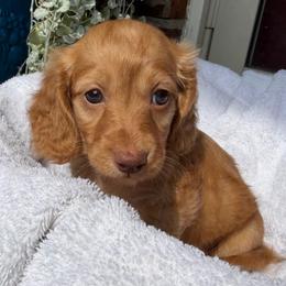 Wren - Cream female Dachshund puppy in Hazlehurst, Georgia from DrakeFire Dachshunds