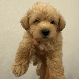 Moto Moto - Cream male Assorted Doodle Crosses puppy in River Falls, Wisconsin from Dottie's Doodles