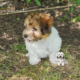 Coton de Tulear Puppies from Jac Be Nimble Cotons