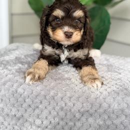 Light Blue - Brown and white male Bernedoodle puppy in Charleston, South Carolina from Palm Belle Doodles