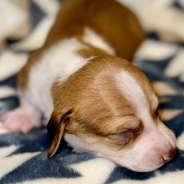 Girl 1 - Piebald female Dachshund puppy in Fredonia, Arizona from Desert Horizon Dachshunds