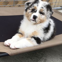 Australian Shepherd Puppies from Integrity Australian Shepherds