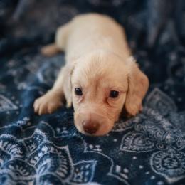 TATE - Cream male Dachshund puppy in Indiantown, Florida from Turquoise River Minature Dachshunds