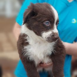 Gravy - Red Australian Shepherd puppy in Sanger, California from A&M Australian Shepherds