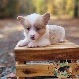Winifred - Sable merle and white female American Corgi puppy in Cameron, North Carolina from Butts Family Corgis