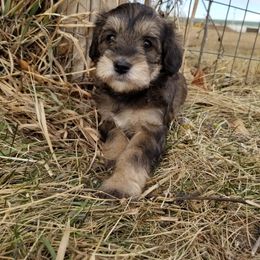 Schnoodle Puppies from RR Schnoodles