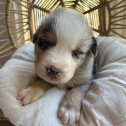 Theodore - Blue merle male Australian Shepherd puppy in Grants Pass, Oregon from Carmel Mountain Aussies