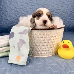 Buck - Piebald male Dachshund puppy in Hendersonville, North Carolina from Snarky Doxy Miniature Dachshunds
