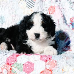 Bernedoodle and Schnoodle Puppies from Grand Lake Poodles & Doodles