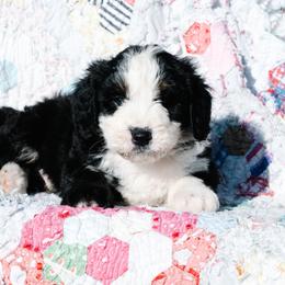 Bernedoodle and Schnoodle Puppies from Grand Lake Poodles & Doodles