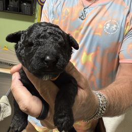 Girl 1 - Black female Portuguese Water Dog puppy in California from Lukos Portuguese Water Dogs