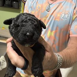 Girl 1 - Black female Portuguese Water Dog puppy in California from Lukos Portuguese Water Dogs