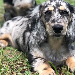 Dachshunds from Cheryls Doxies