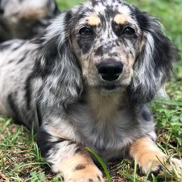 Dachshunds from Cheryls Doxies