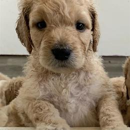 Goldendoodle and Other Puppies from Iowadoodles2love